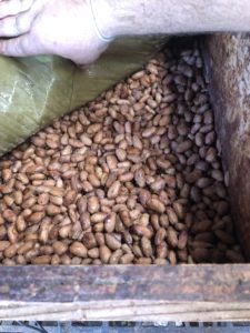 fermenting beans